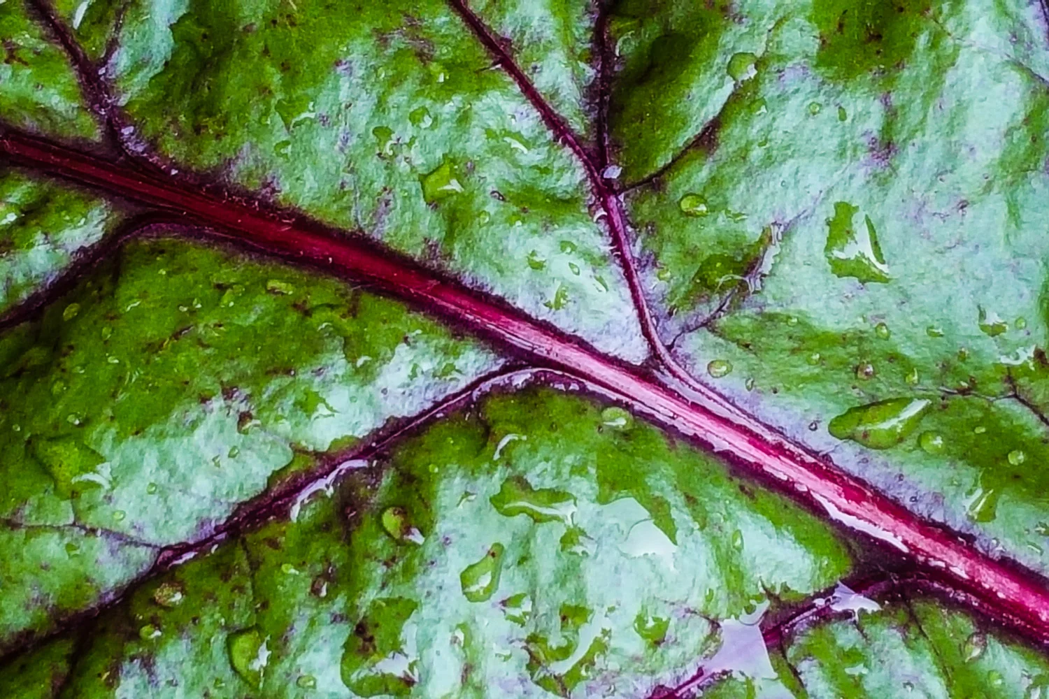 Beet Leaf