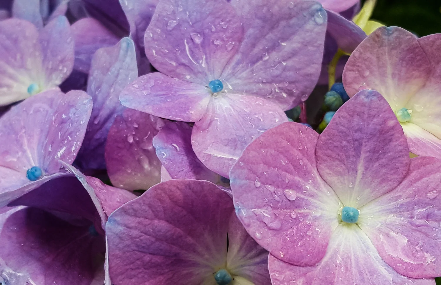 Rainy Hydrangea