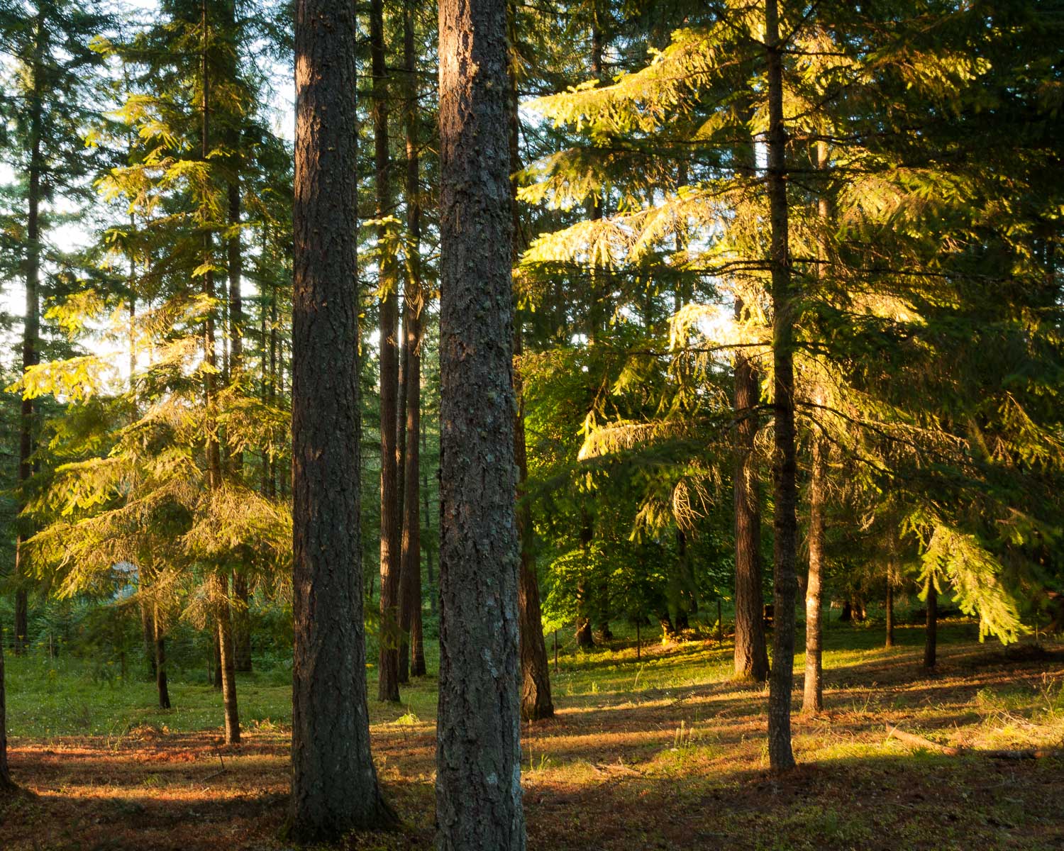 Evening Light