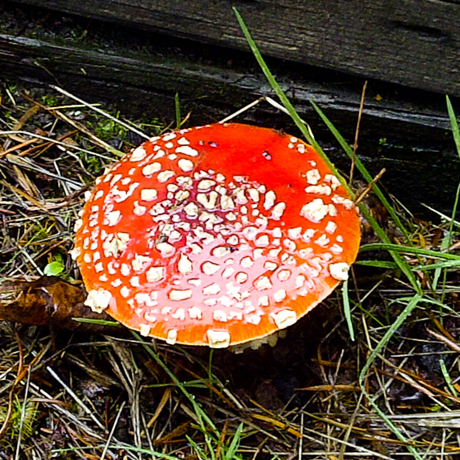 Fungus Among Us