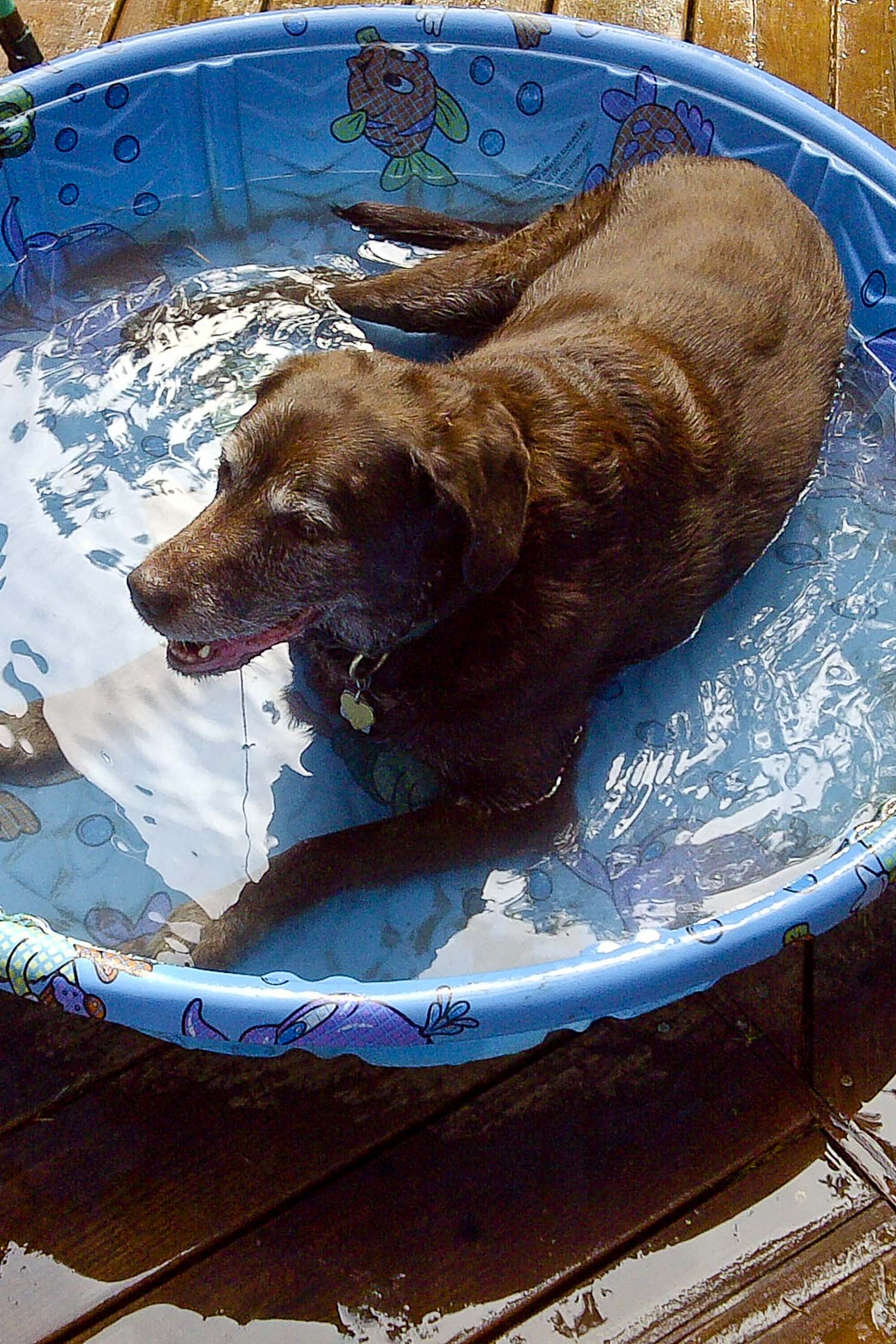 Happy Dog!