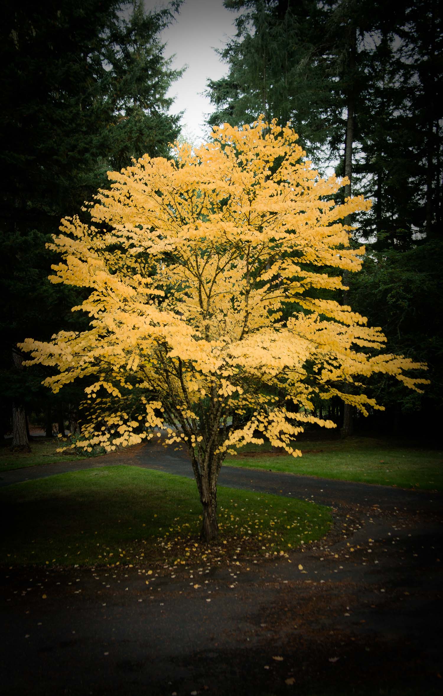 Tree of Gold