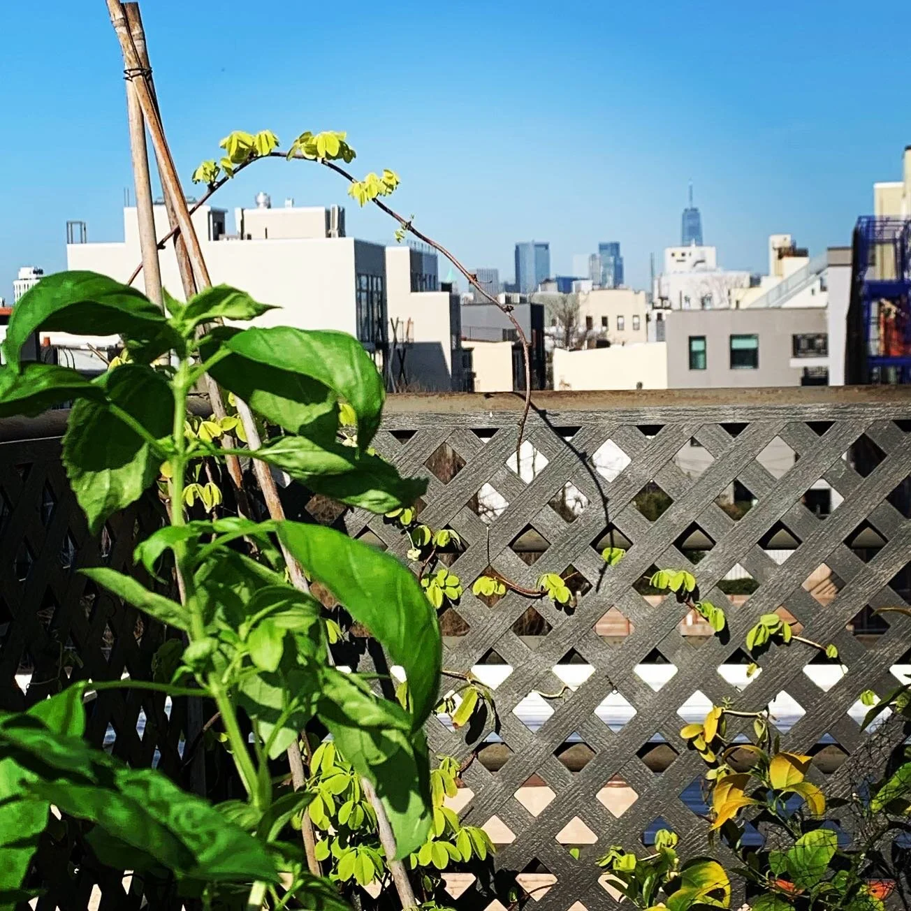 Lo-fi Earth Day vibe. This is what Earth Day looks like for a lot of us. A tiny oasis within an otherwise loud and busy landscape, like the jackhammers in stereo this morning when I was taking this. 
Take what you can get to appreciate what you have 