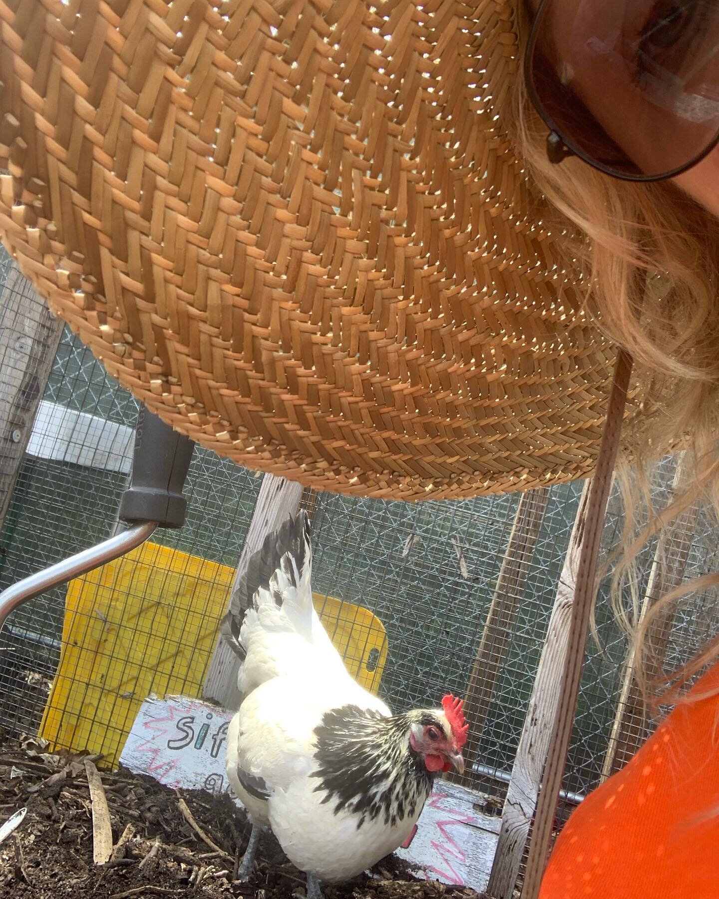 New friend from volunteering today with @earthmatterny for the Compost Project. Sorted compost with kids, pet the chooks and talked to people about worm bins 🪱 PSA: take your stickers off your fruit before composting, por favor.