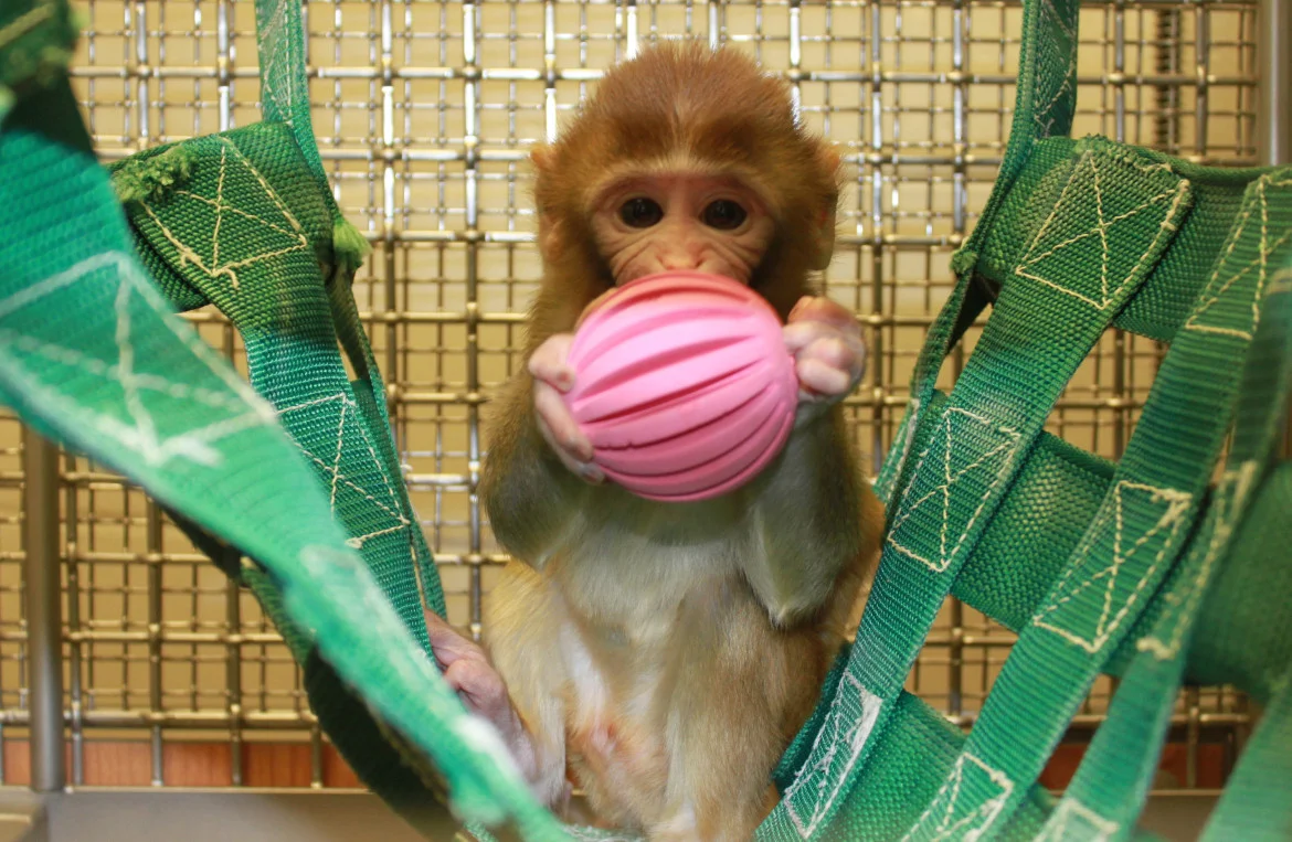 UW to Reprise Controversial Monkey Studies