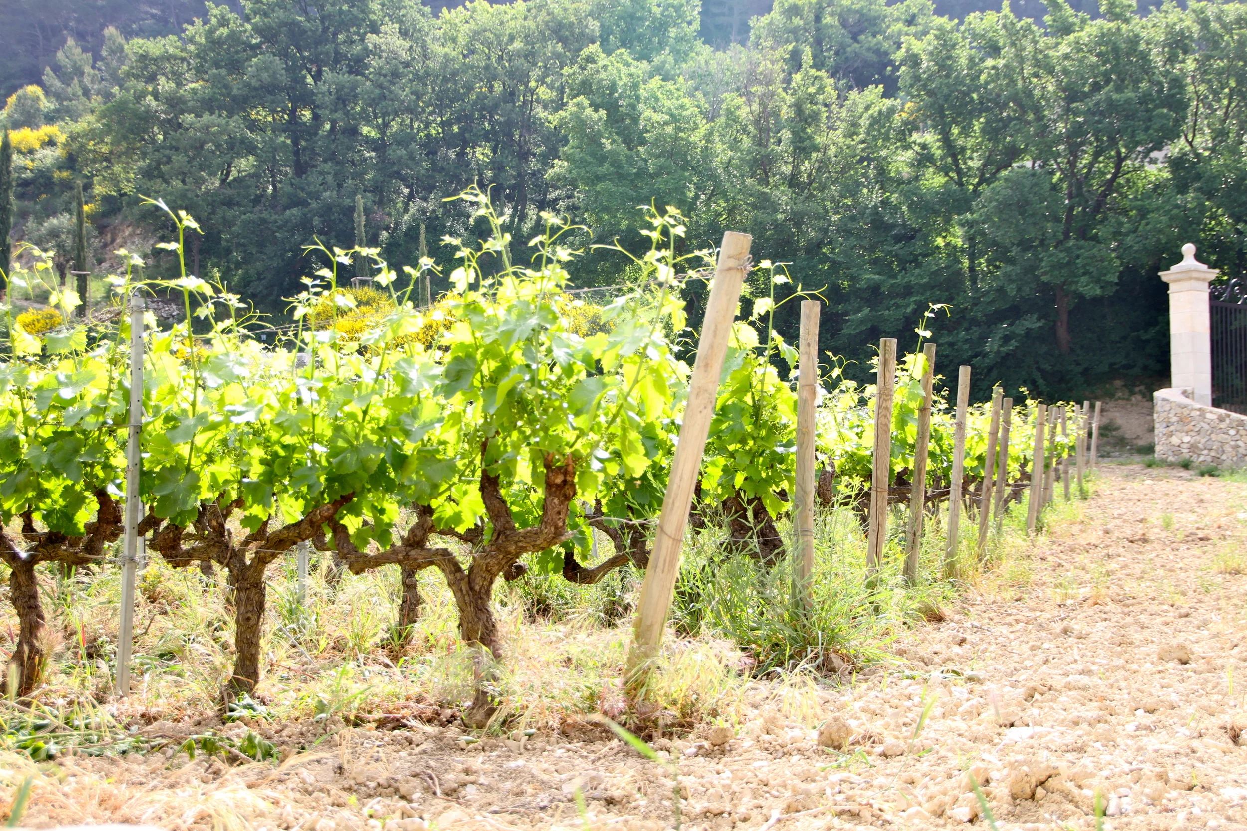 Gigondas.