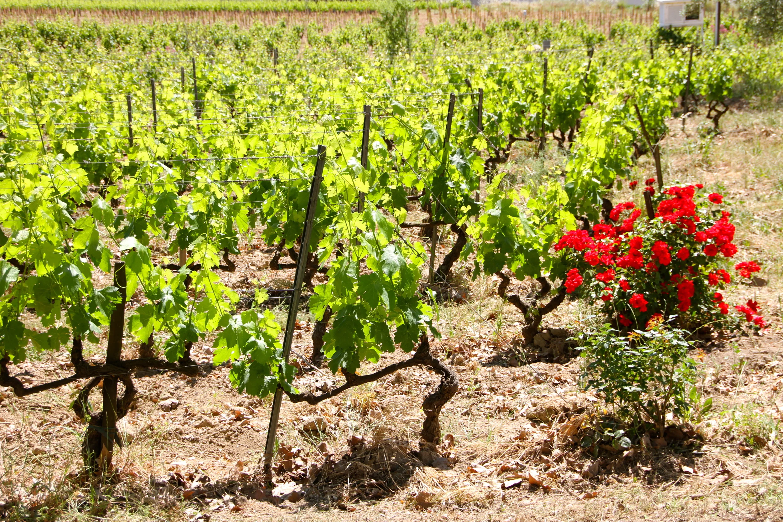 Domaine Tempier, Bandol.