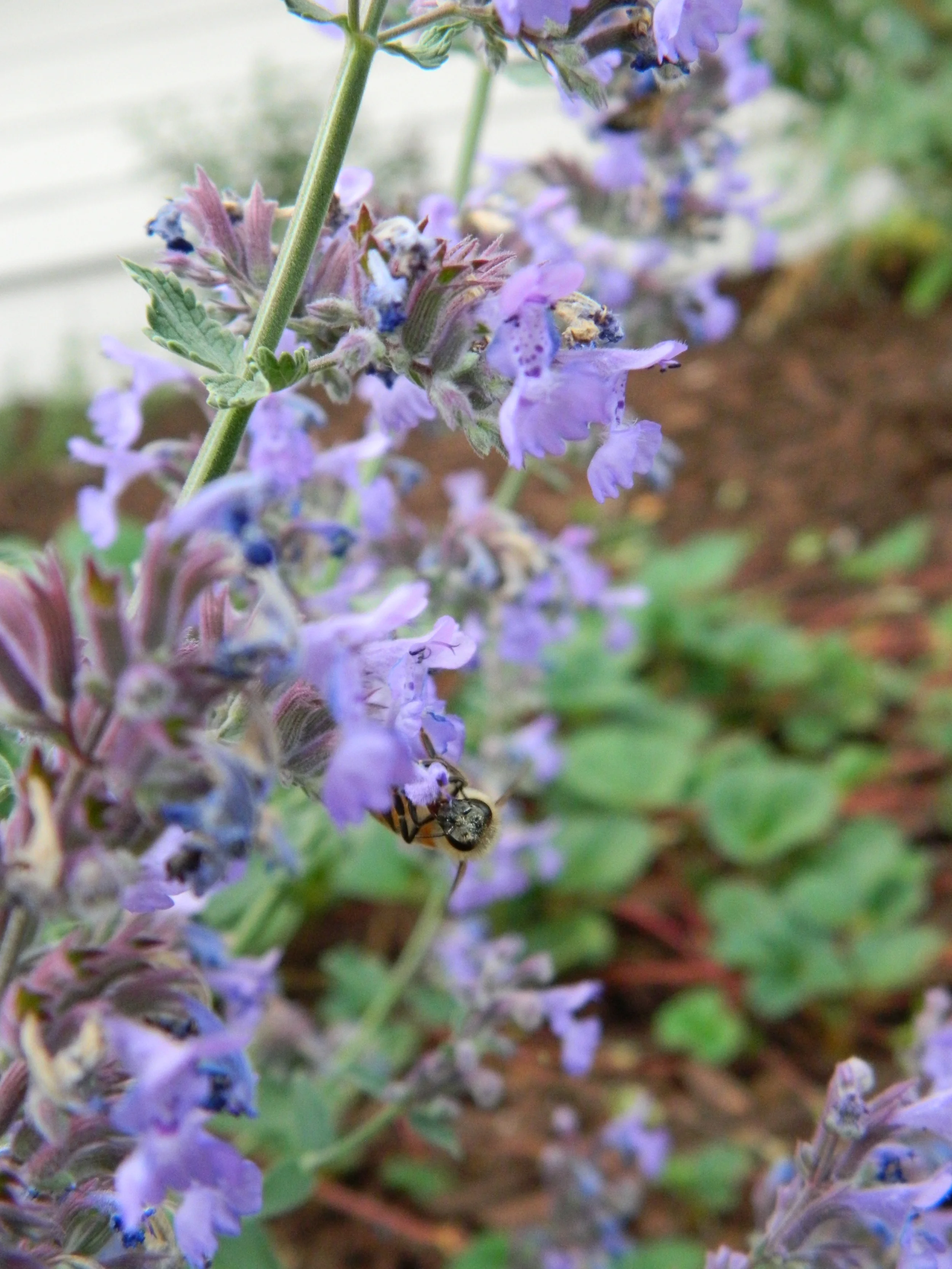 DSCN4512.JPG