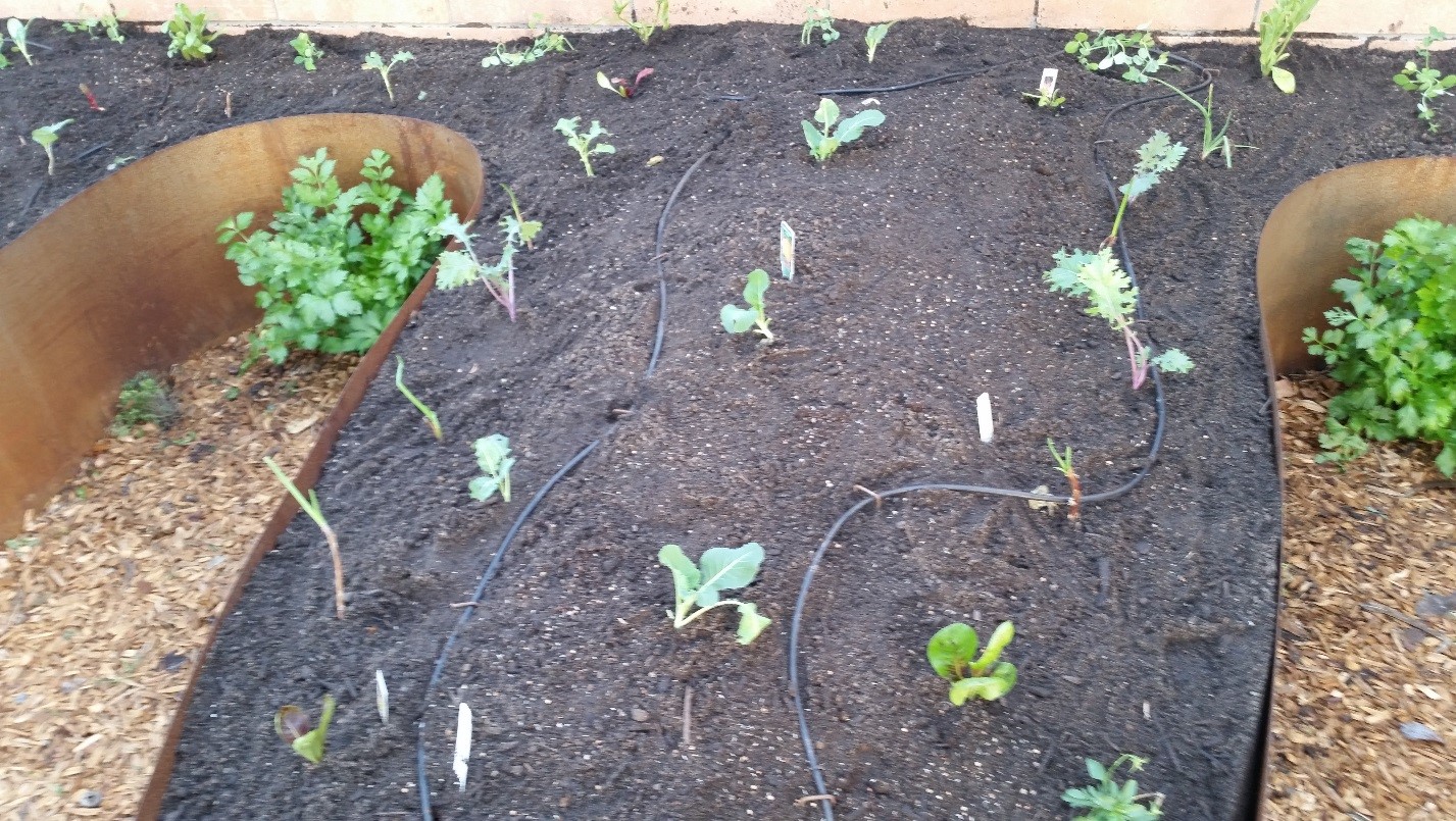 Now plant out any vegetable starts that you want to grow this season. These are plants that can be slow growing from seed so it can be easier to buy or grow out select veggies like broccoli, cauliflower, garlic, & onions.