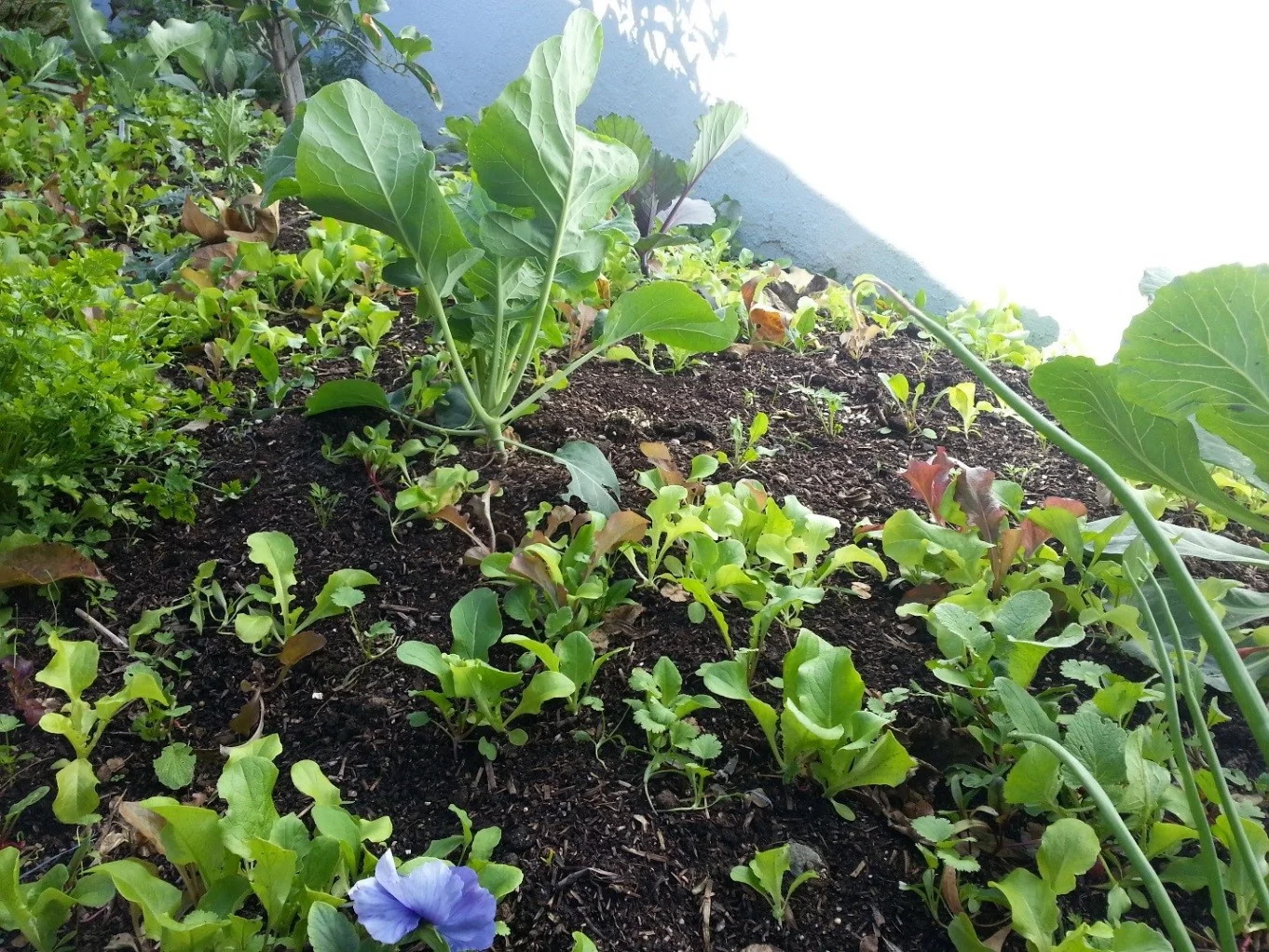 After you have planted your veggie starts, broadcast the seed mix over the beds and water in well. You will see your seed mix come up over the next 2-3 weeks and grow and grow…