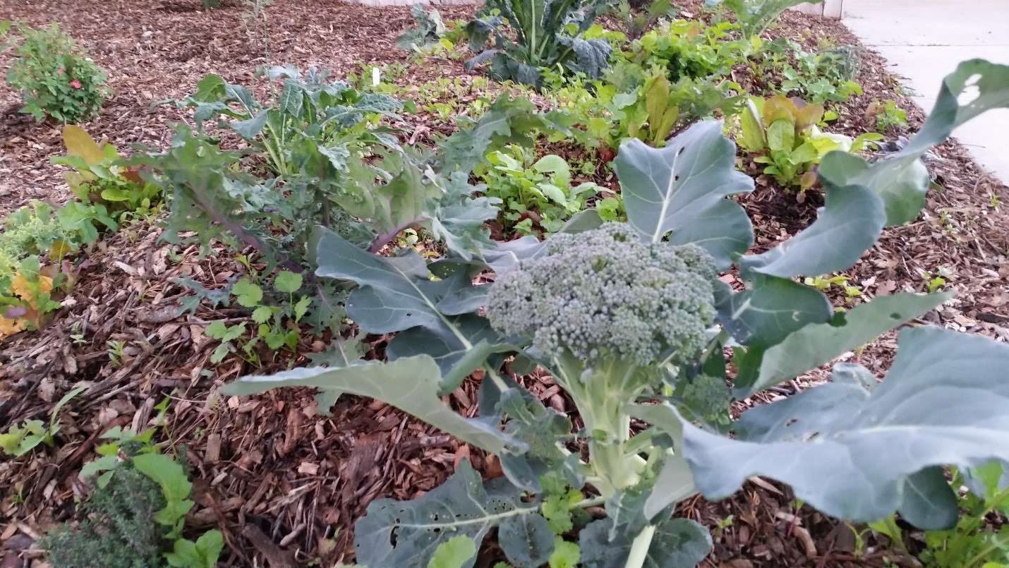 Here you can see the broccoli crop is coming up for its first harvest as the seeded greens and root crops will be the next to mature.