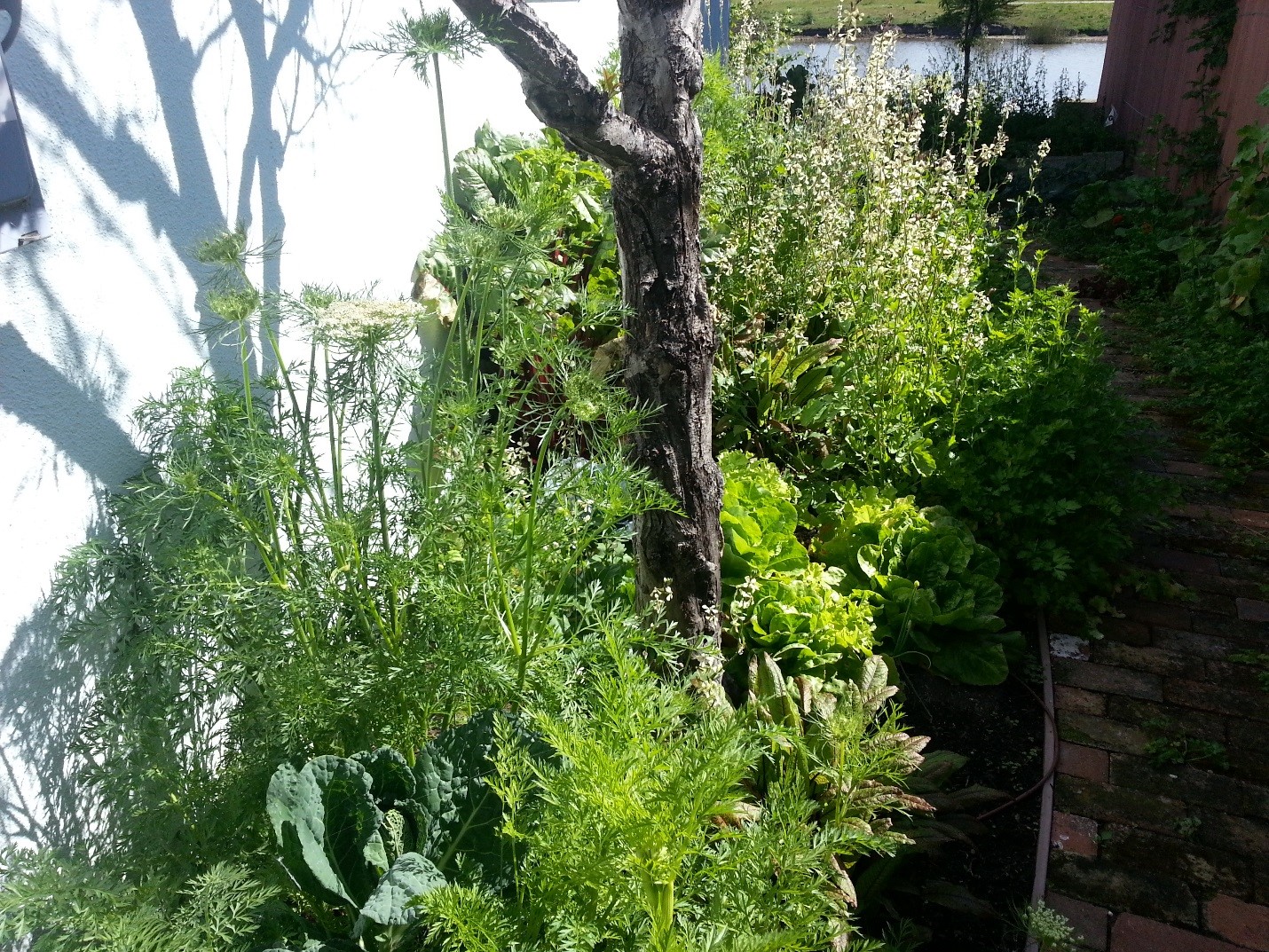 This is what our winter veggie gardens look like in the spring as some plants that were not harvested, like arugula and carrot, go to flower to attract beneficial insects to control pests. We usually have to cut in spaces for our summer crops like tomatoes and squash. Cut back all the winter crops after the seed has set and can be collected or spread over the garden to come up next winter.