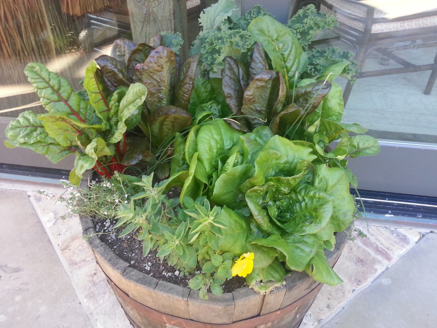 Any size container will do to grow food in your own backyard. Here is a whiskey barrel full of winter herbs, flowers, & greens. Happy growing and eating from your backyard this winter! Contact us today to help design, build, or prepare your gardens for seeding and planting.