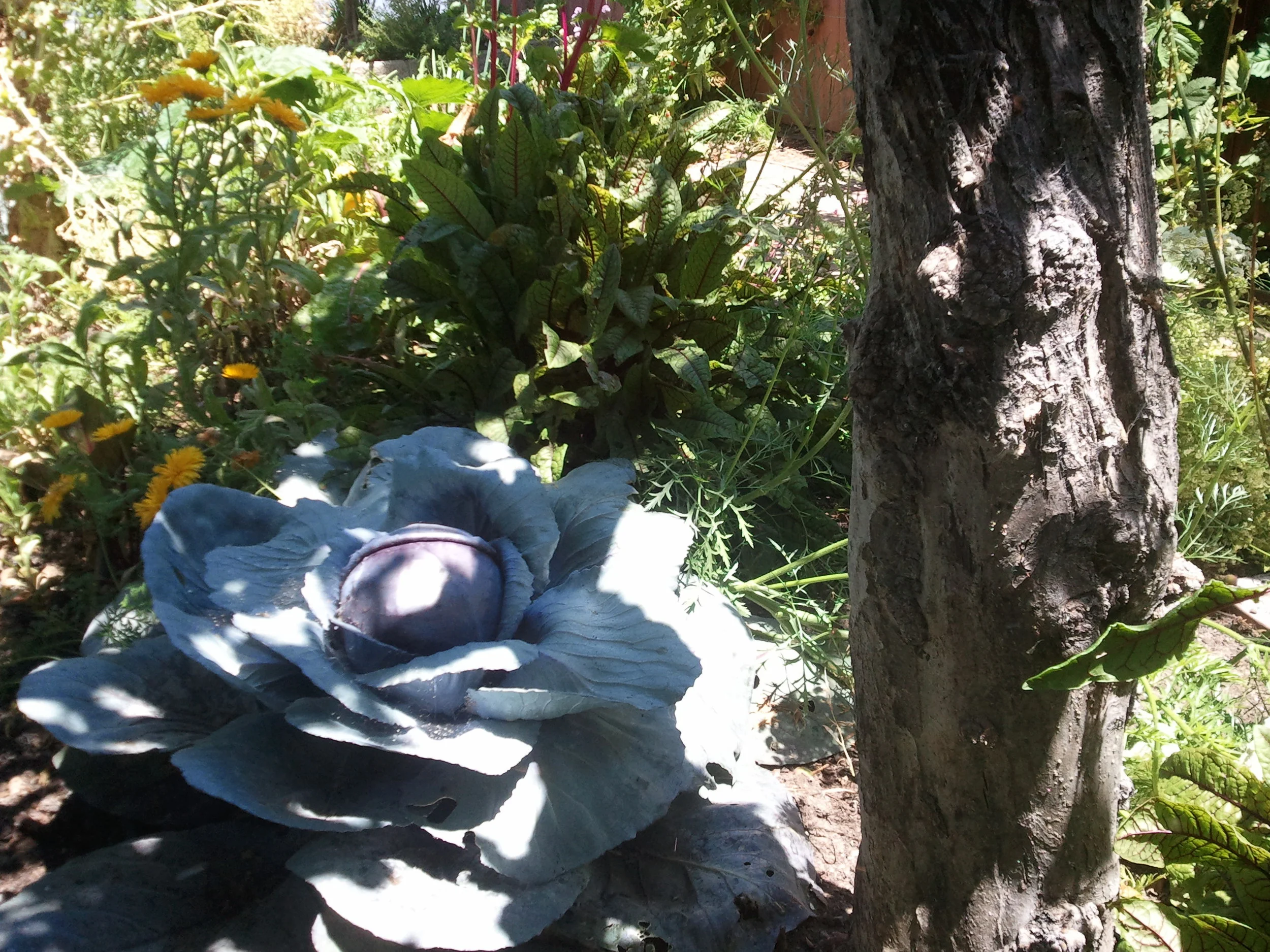 Food Forests