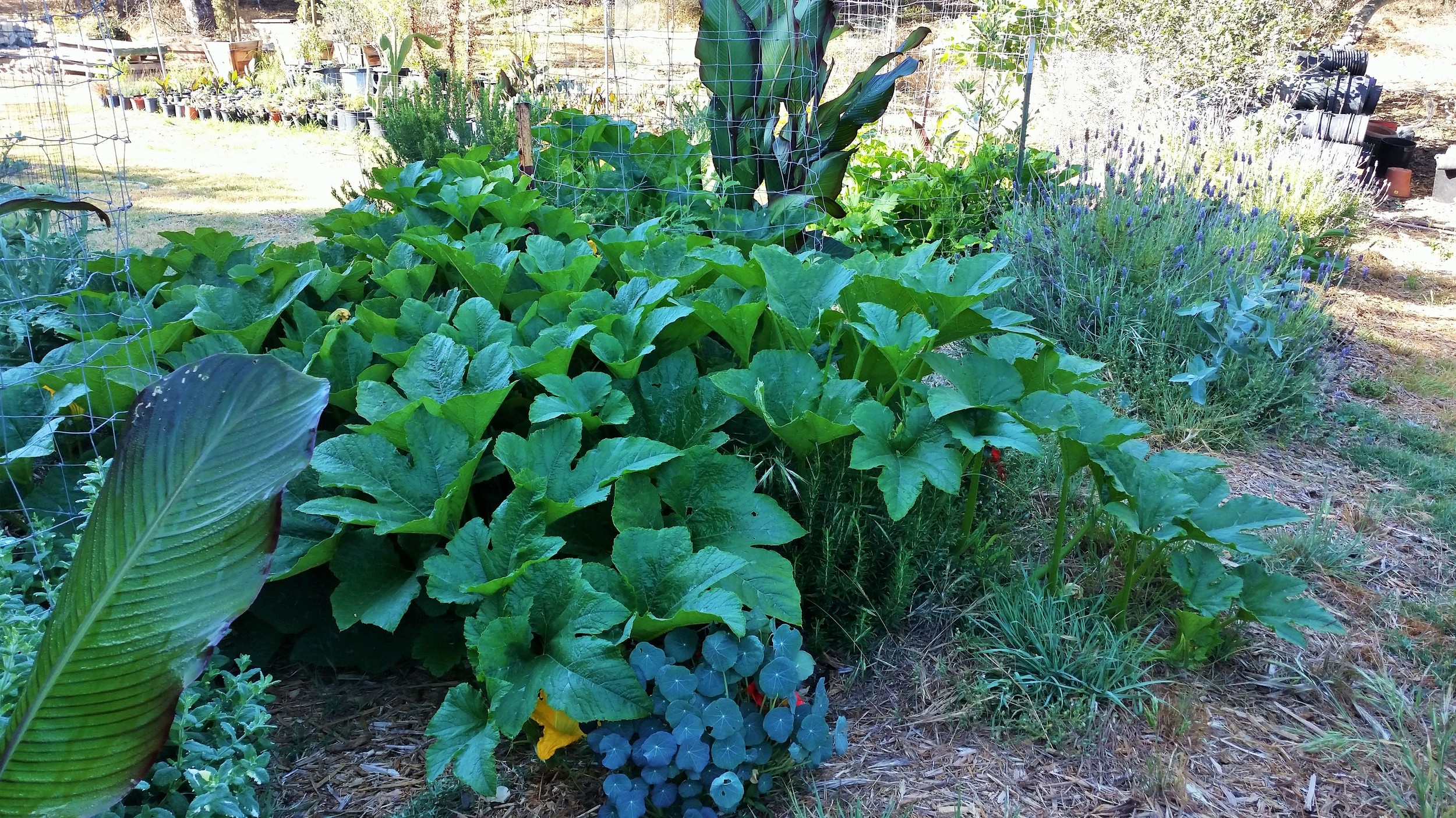 Greywater Food Forests