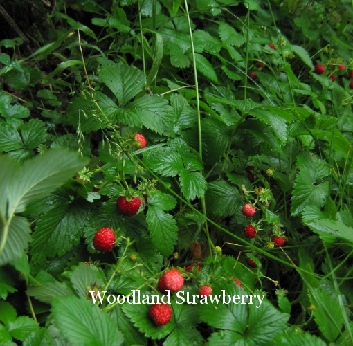 Woodland Strawberry