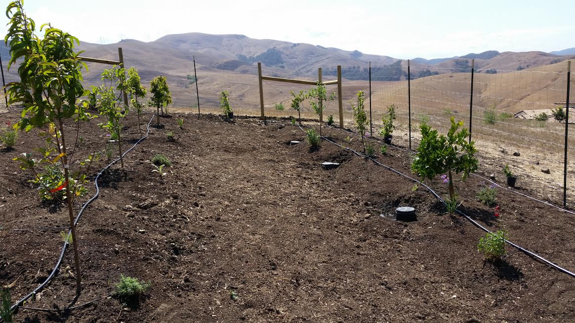 Greywater Food Forest