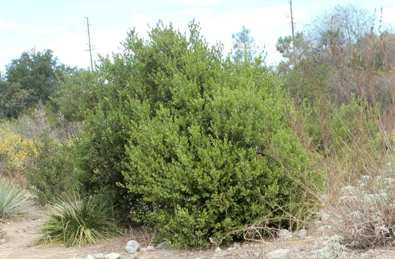 Bush 2.jpg