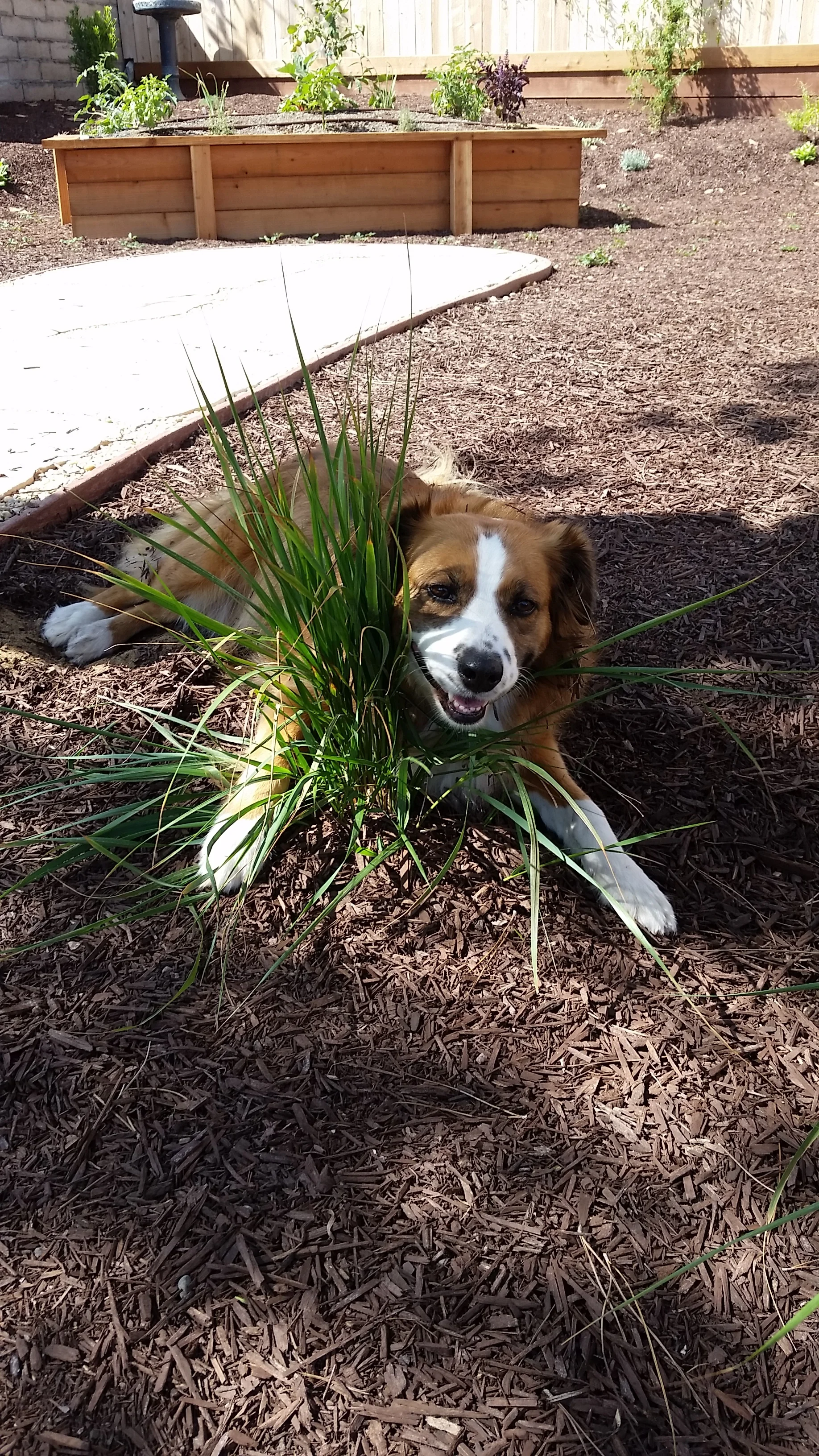 Gracie.jpg