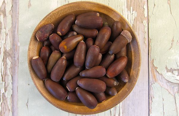 Valley Oak Acorn.jpg