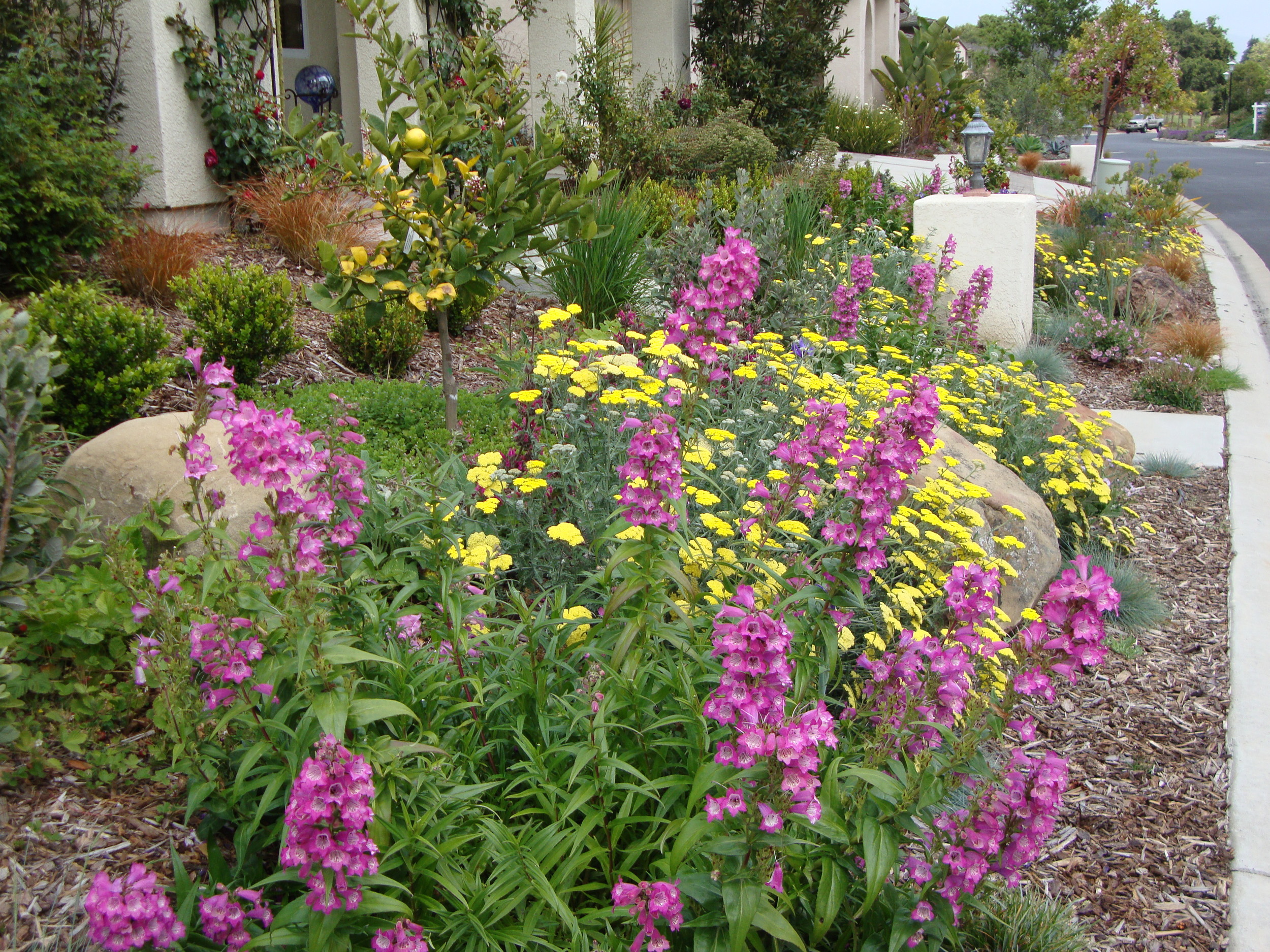 This home’s narrow, slanted front lawns were turned into a flowering edible garden full of yarrow, penstemon, citrus, pineapple guava, and Alpine strawberries among others. This adds great curb appeal, lower water use, and less garden maintenance for the homeowners.