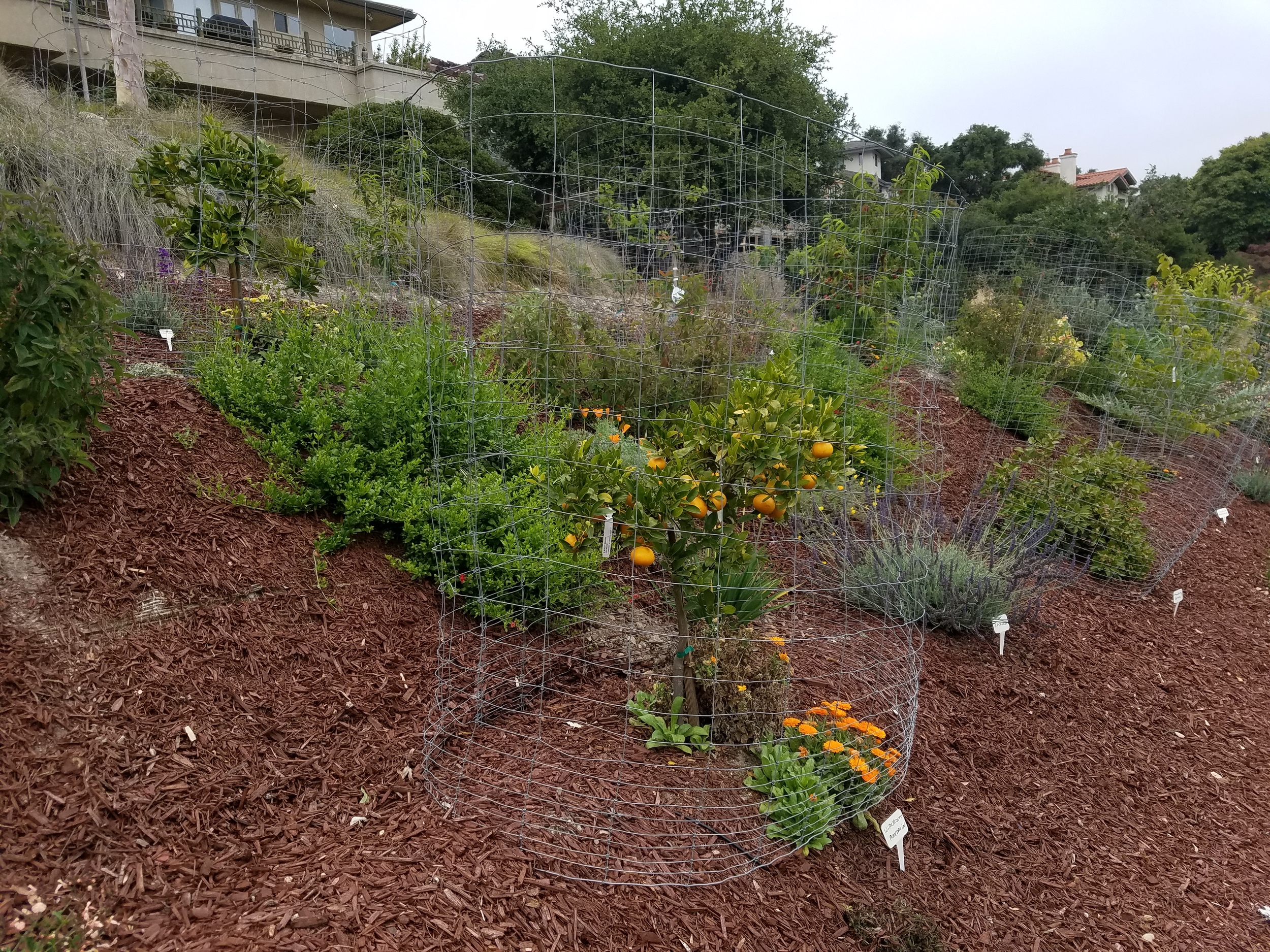 Food Forest after 7 Months