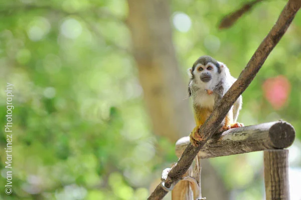 Phoenix_Zoo_Nikon_Event_0409-2.jpg