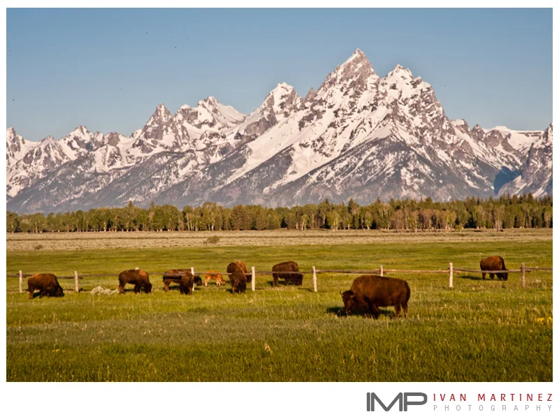 Teton_IMP_1.jpg
