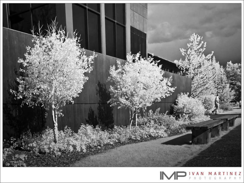 Trees_in_InfraRed_Jun2011.jpg