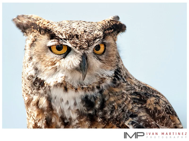 Teton_Raptor_Ctr_5.jpg