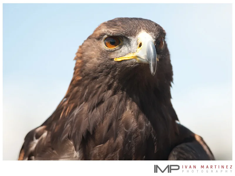 Teton_Raptor_Ctr_4.jpg