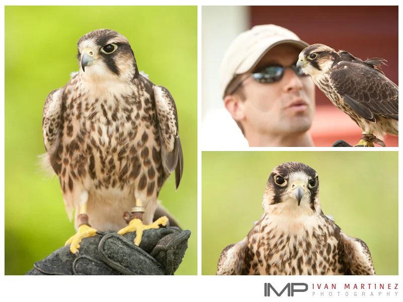 Teton_Raptor_Ctr_2.jpg