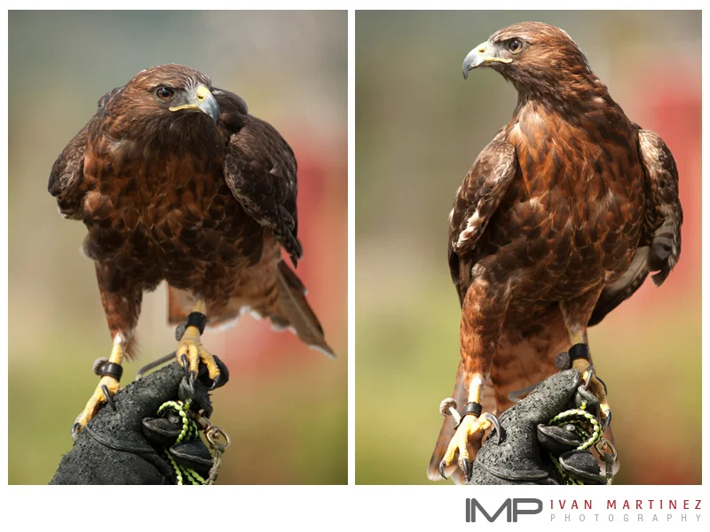 Teton_Raptor_Ctr_6.jpg