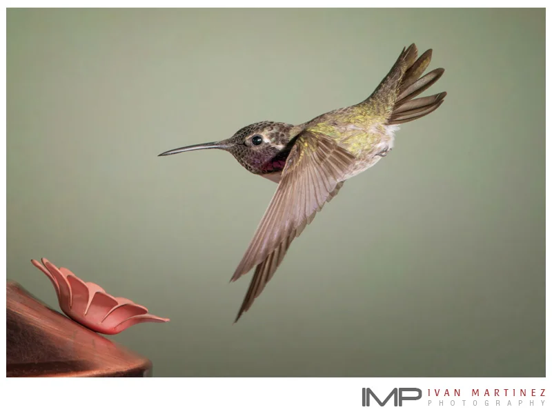 IMP_Hummingbirds_6.jpg
