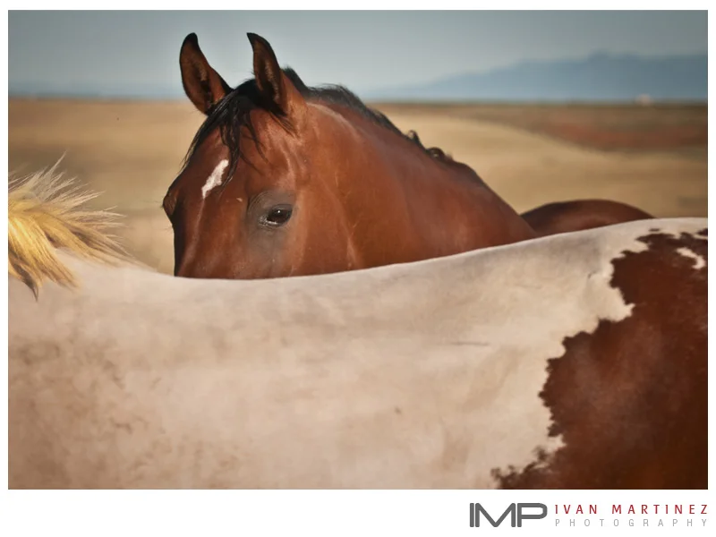 DoloresCO_Horses811_13.jpg