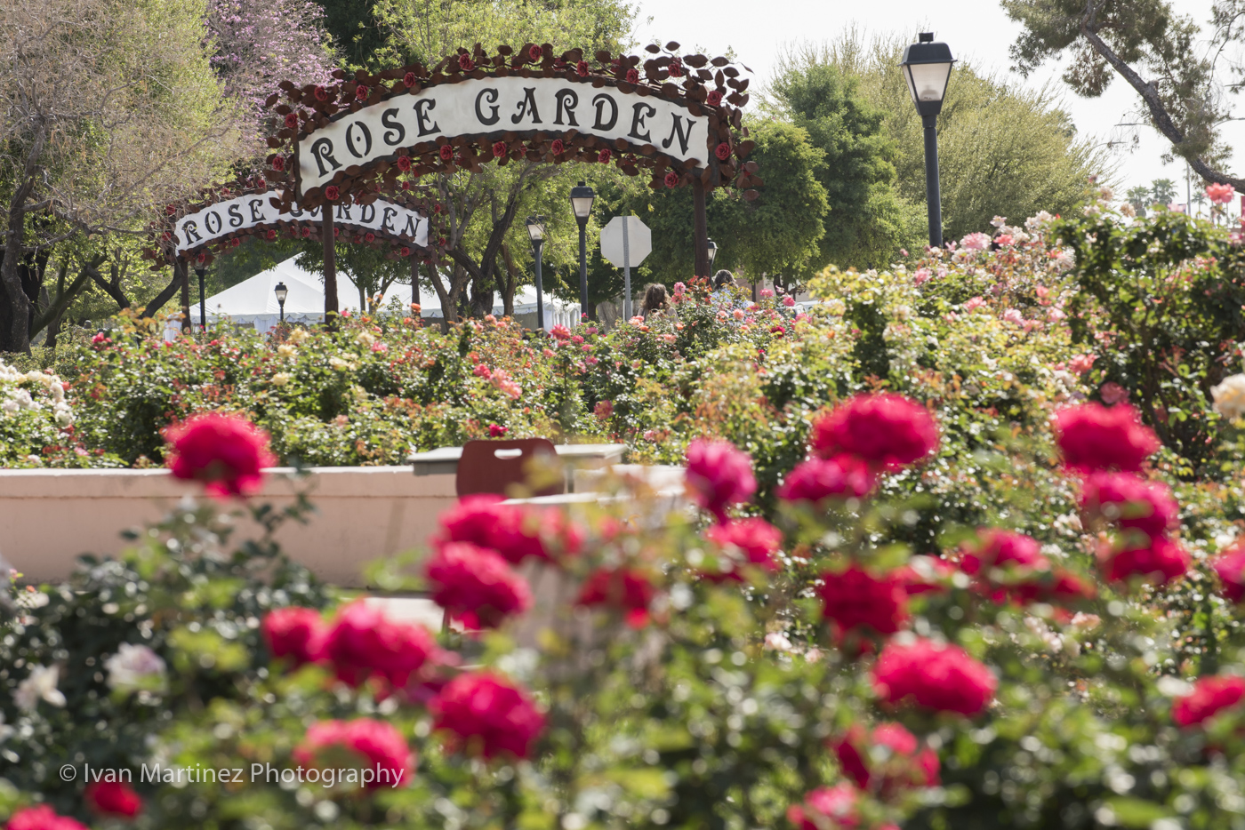 Mesa Community College Rose Garden Tea Event