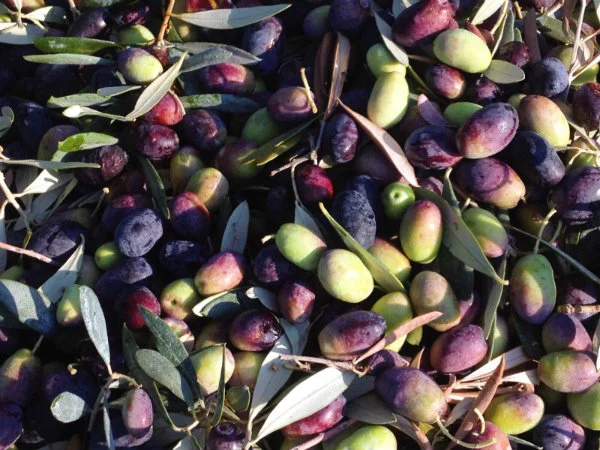 oliveoil_sollervalley2.jpg