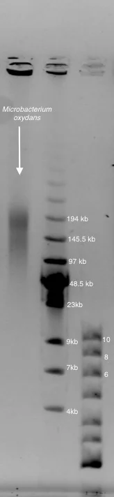 Nene has optimized the pulsed field program to give better resolution in the 50-200kb range. We're working to get rid of the smearing around the band!