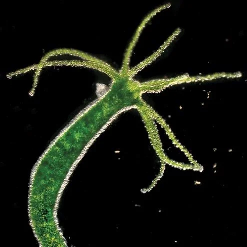 The Prospects of Artificial Endosymbioses