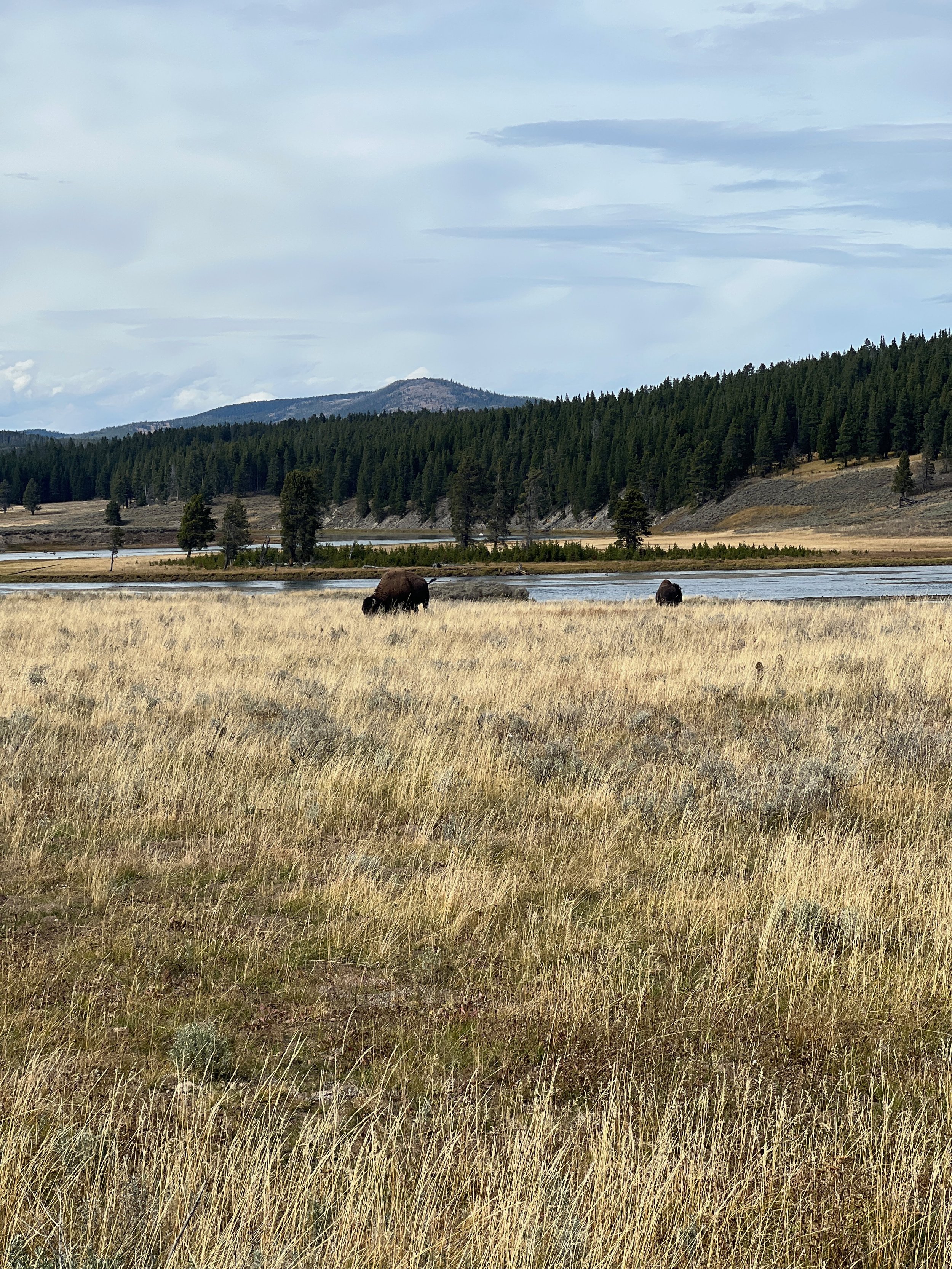 Bison on the plains wyoming.jpeg