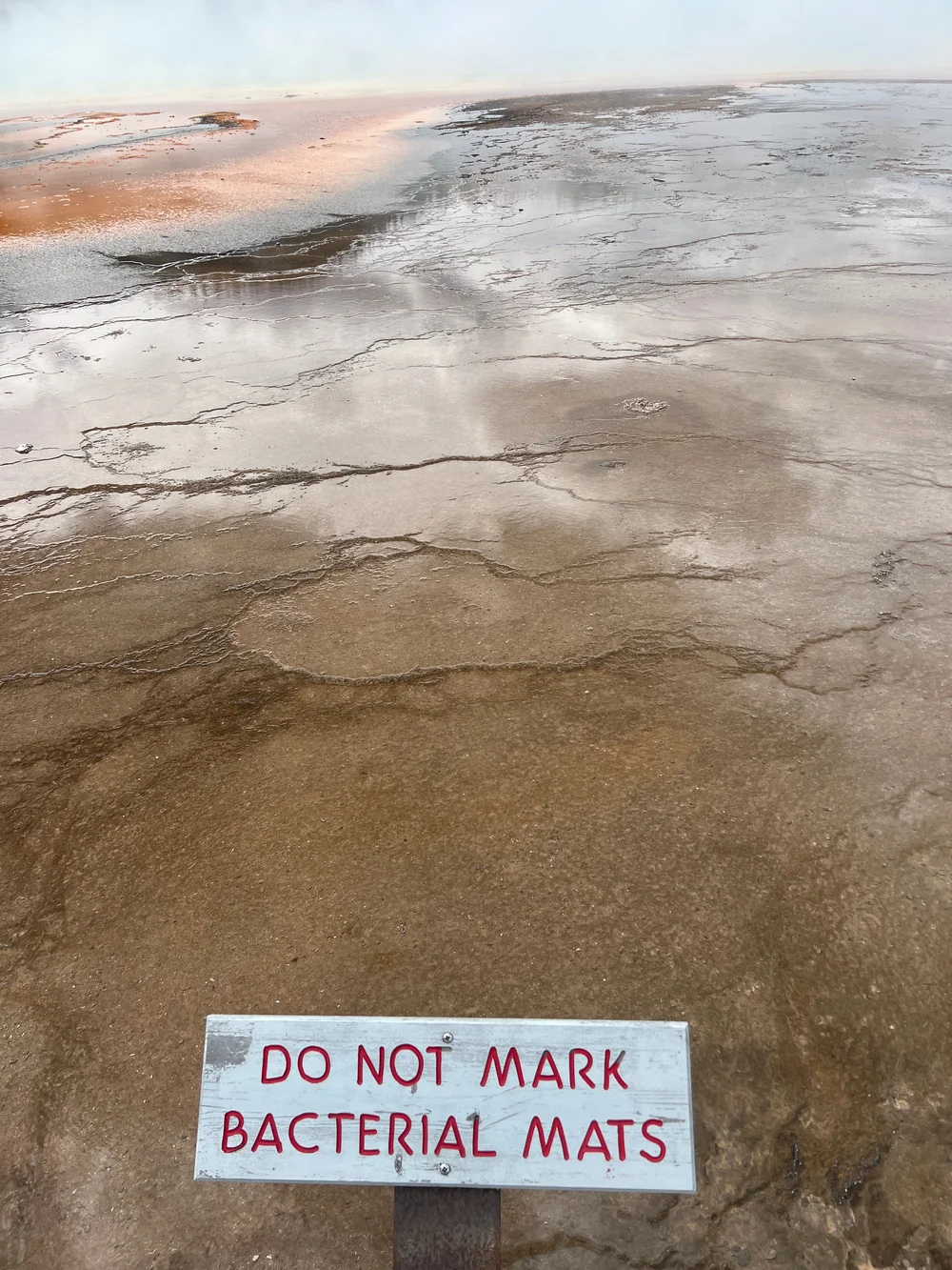  All I could think about was  Thermus aquaticus  polymerases and the biotechnological advances made possible since it’s discovery. 