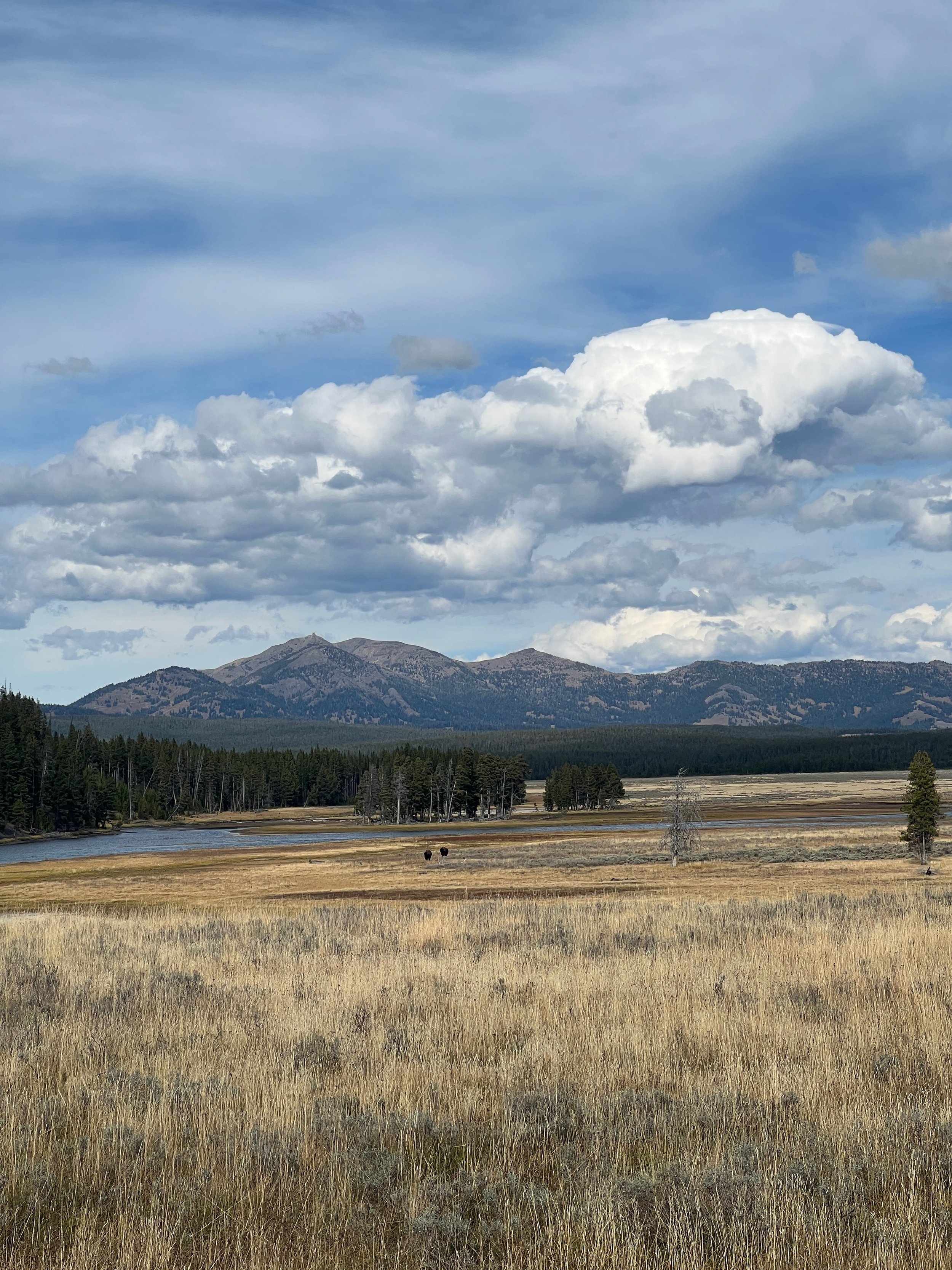 Bison Yellowstone field north.jpeg