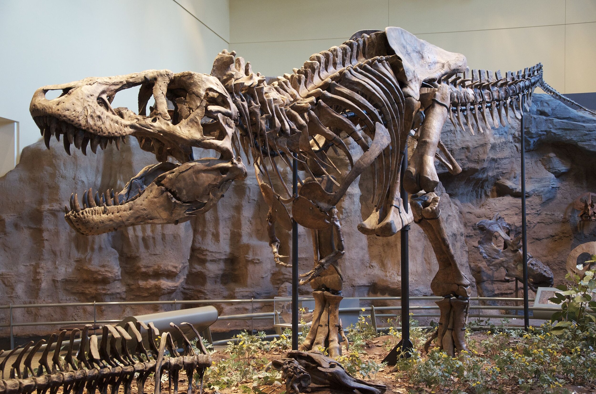 Tyrannosaurus_Rex_Holotype.jpg