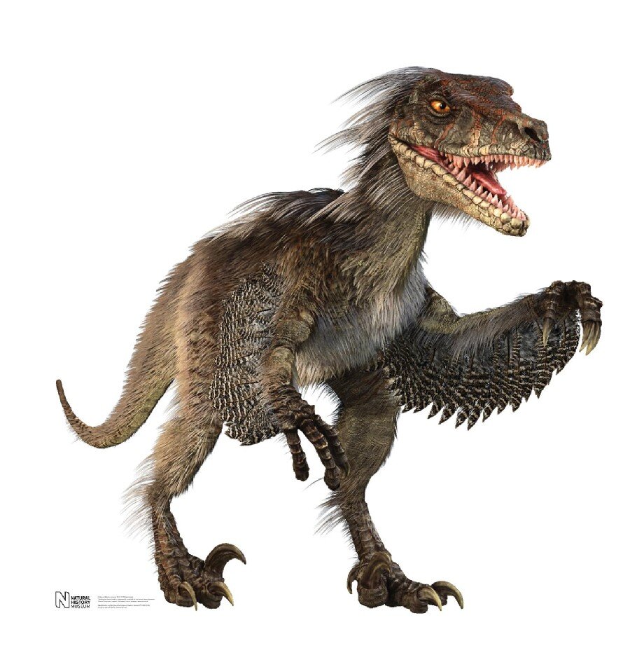 1038-Velociraptor_303a.jpg