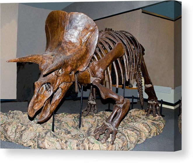 triceratops-skeleton-millard-h-sharp-canvas-print.jpg