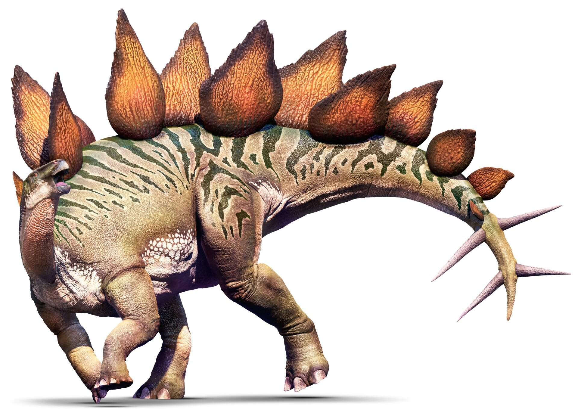 Stegosaurus_guulyh.jpg