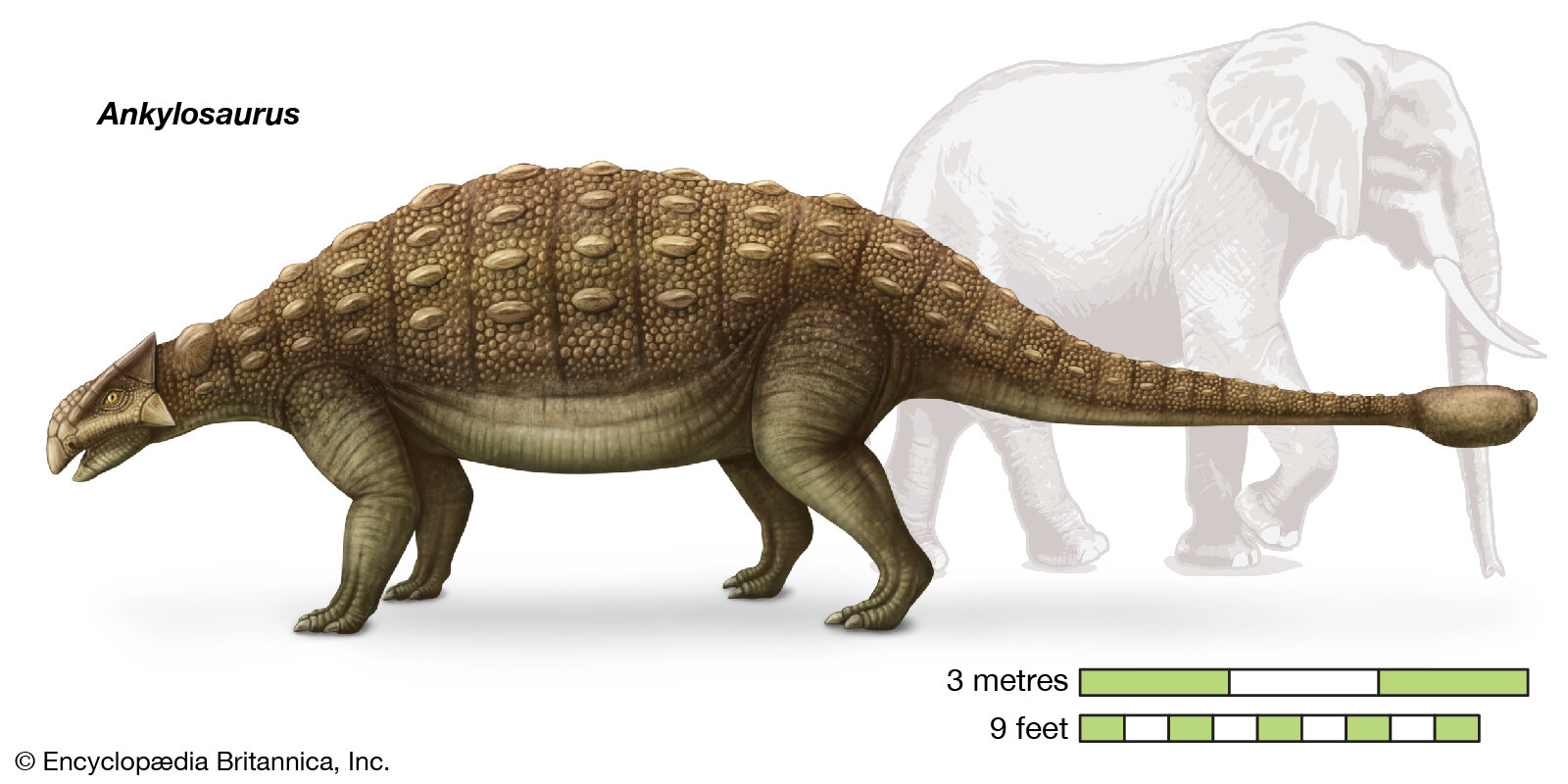 Ankylosaurus-herbivorous-dinosaurs.jpg