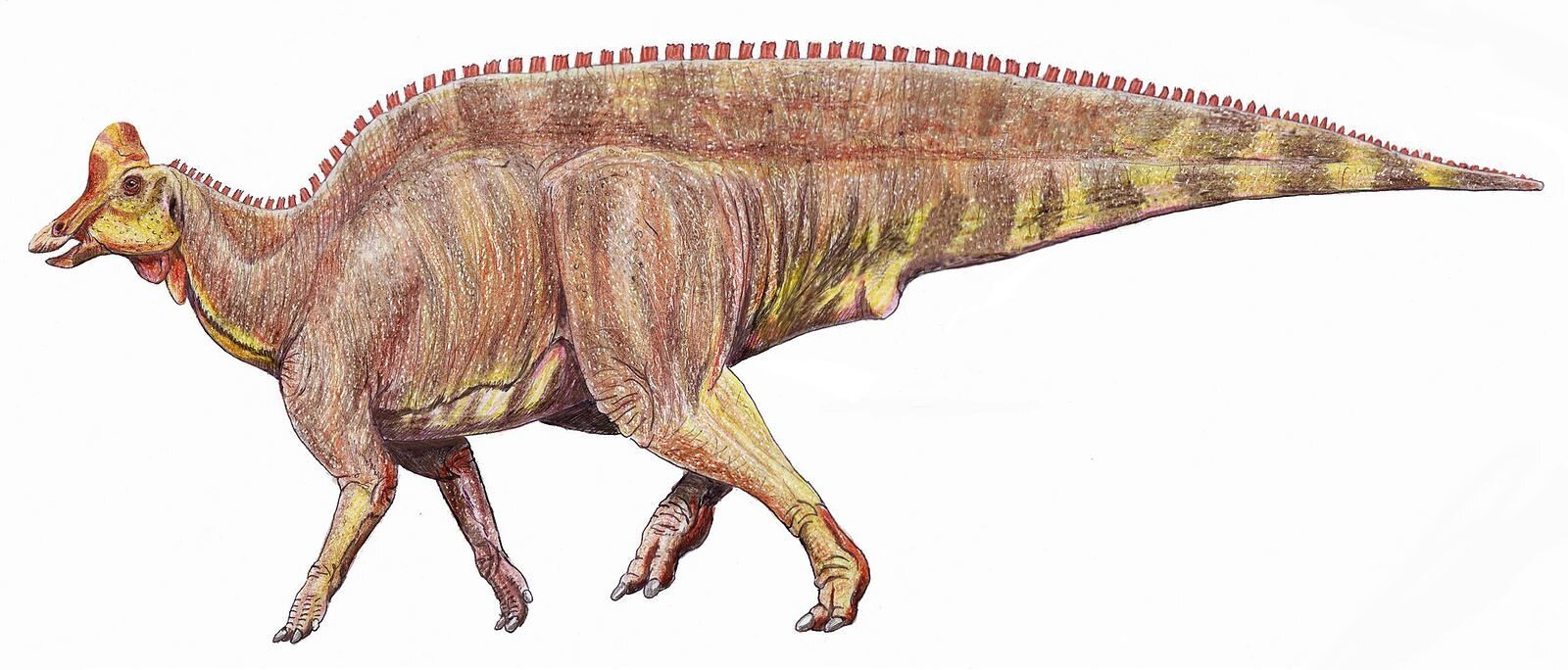 Hadrosaur-Reconstruction.jpg