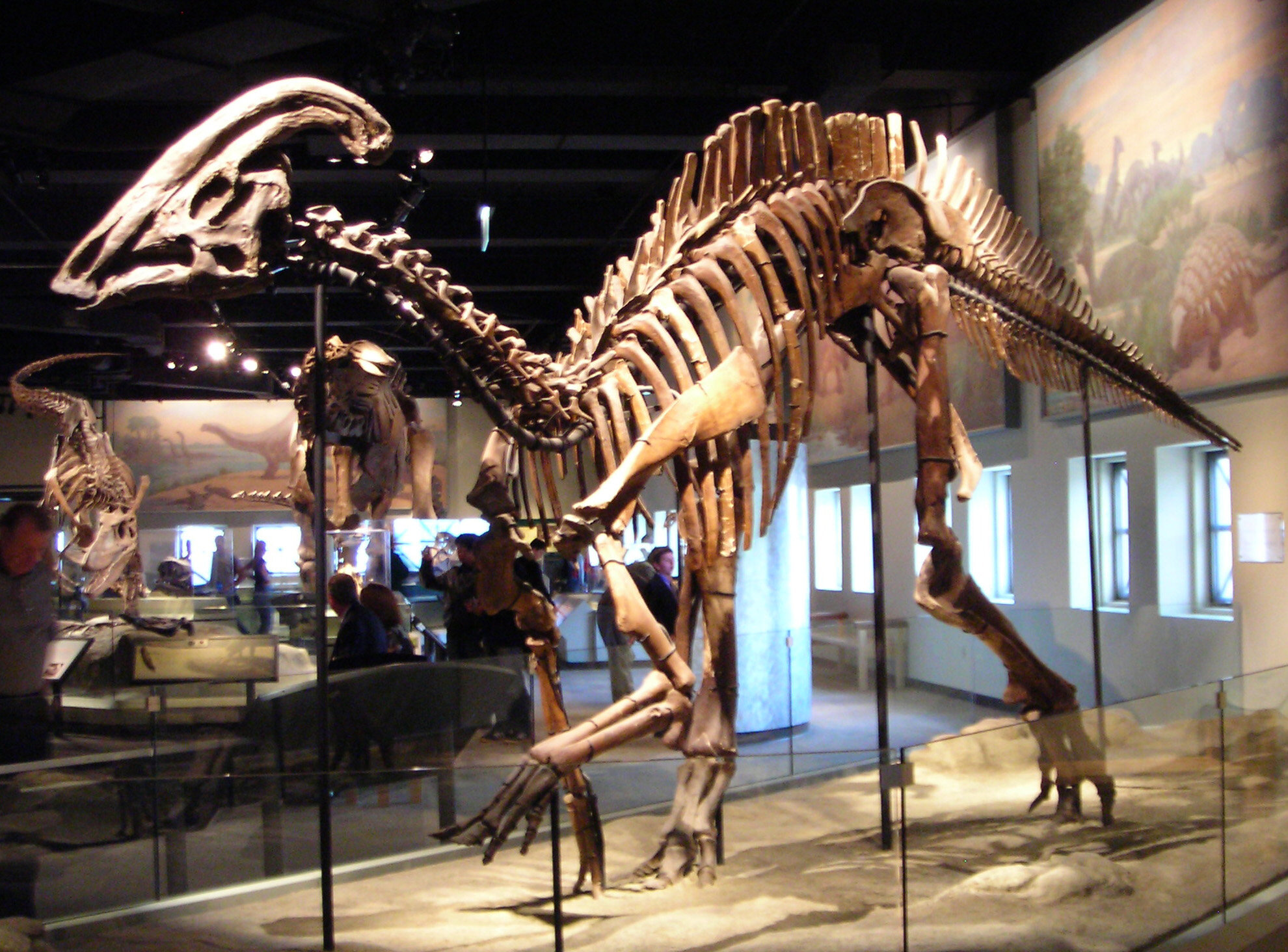 Parasaurolophus_cyrtocristatus.jpg