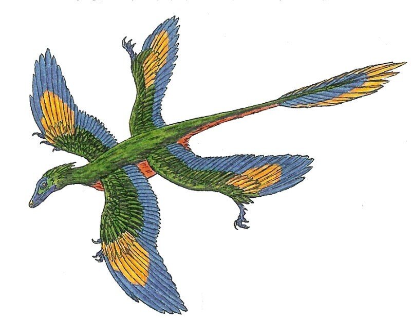 Microraptor_gui_d734.jpg